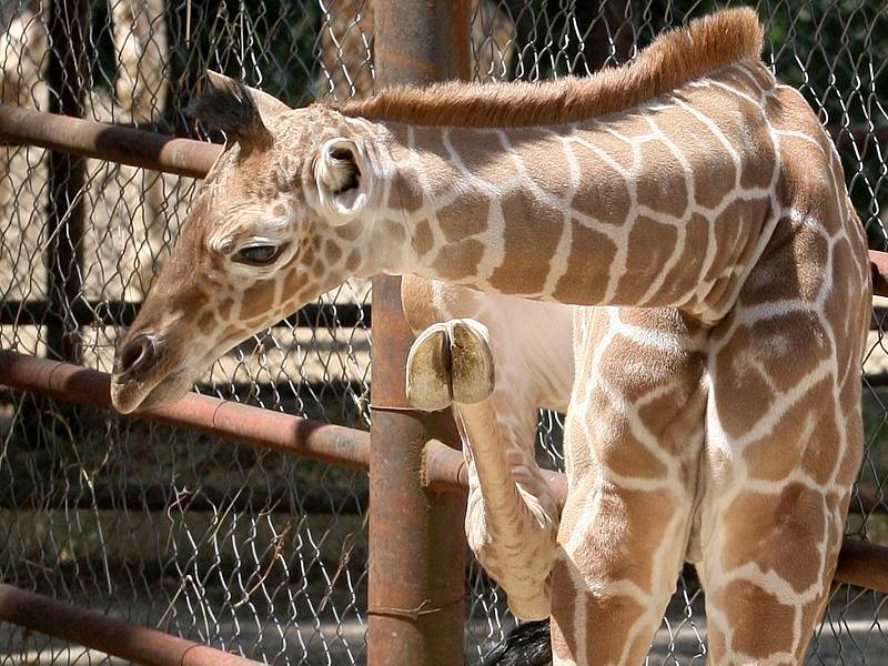 Nové mládě žirafy v brněnské ZOO.