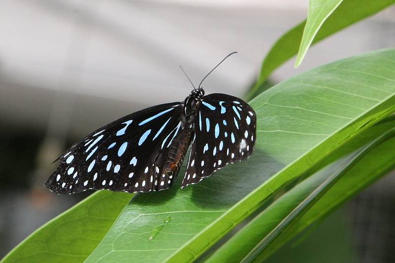 Stovky orchidejí i několik druhů tropických motýlů si zájemci prohlédnou v březnu v Botanické zahradě a arboretu Mendelovy univerzity v Brně.