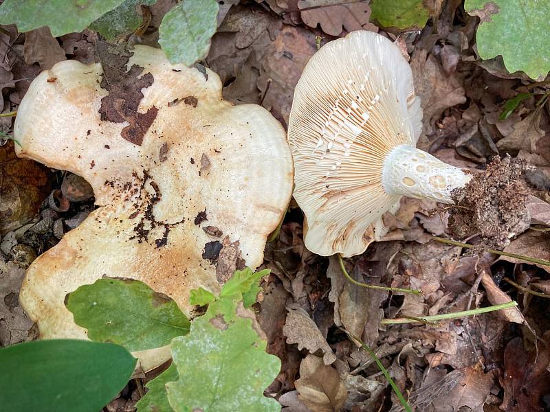 Na podzim lze najít v lesích v Mikroregionu Kahan na Brněnsku spoustu zajímavých hub. Na snímku je ryzec pásovaný.