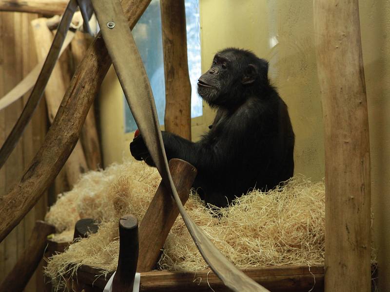 Poklepem na základní kámen zahájili práce na novém výběhu pro šimpanze v brněnské zoo. Stavba za téměř čtyřicet milionů korun má být hotová za osmnáct měsíců.