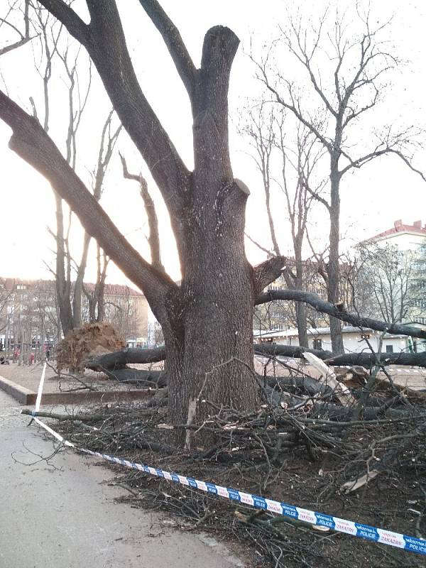 Na dětské hřiště v královopolské Šelepově ulici se kvůli silnému větru zřítil vzrostlý strom.