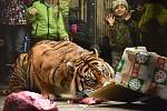Nejenom lidé oslaví Štědrý den rozbalováním dárků. Vánoční nadílku v sobotu dostala i zvířata v brněnské zoo. 