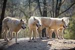 Víkendové slunečné počasí využily tisíce návštěvníků k prohlídce Zoologické zahrady v Brně.