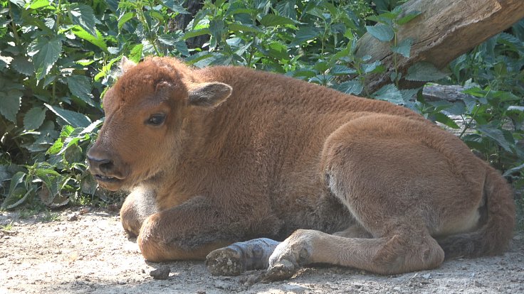 Dvě mláďata bizonů jsou k vidění v expozici u horní točny vláčku v Zoo Brno.