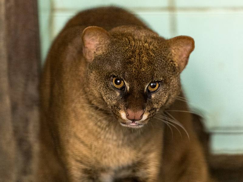 Jaguarundi. Brněnská zoo.