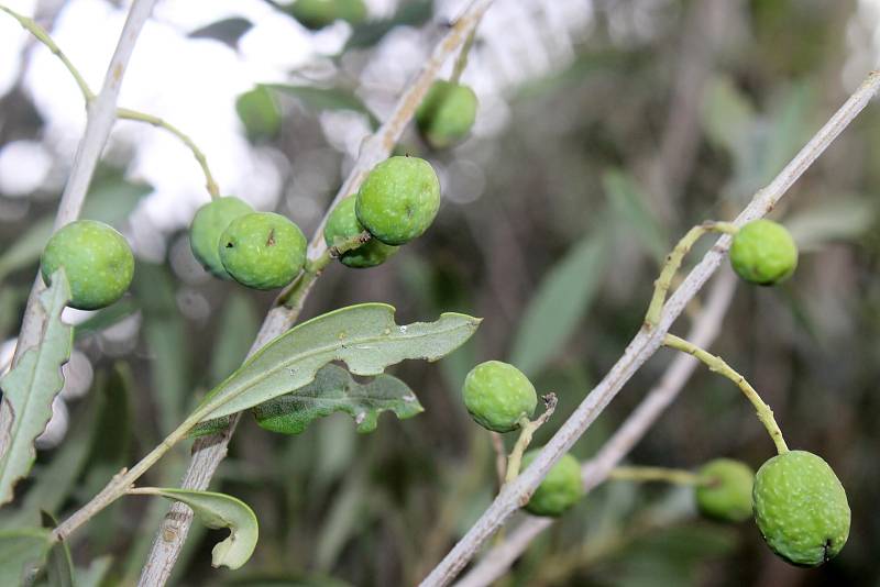 Olivy v českých podmínkách dozrávají v říjnu a na začátku listopadu. V Přibicích už jsou některé zralé.