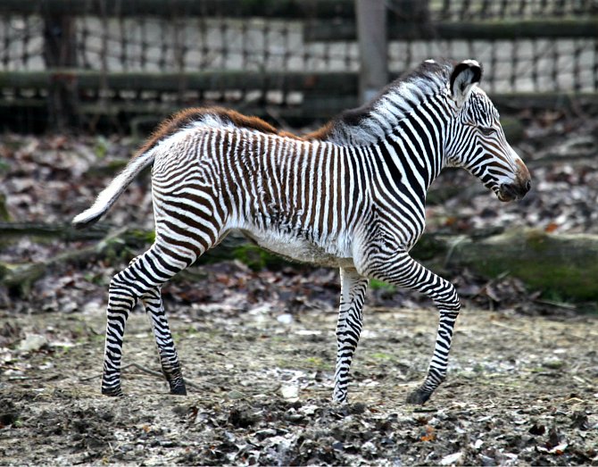 První letošní mládě v brněnské zoo je samička zebry Grévyho Mia. Narodila se před měsícem