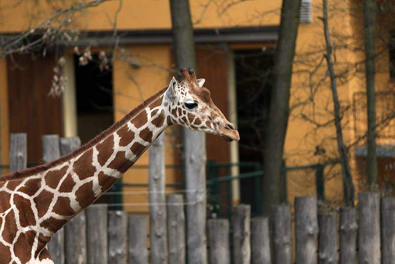 Příjemné jarní počasí a otevřené brány oblíbeného místa v Brně využily v pondělí desítky nedočkavých návštěvníků. Mohli se podívat na nové přírůstky oblíbených surikat, nebo mláďata takina či velblouda.