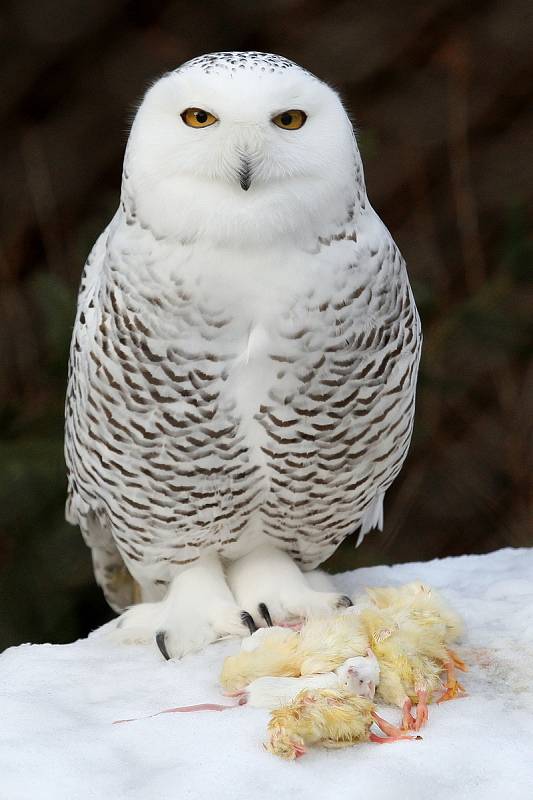 Zimní šampionát zvířat v brněnské ZOO -  sovice sněžní.