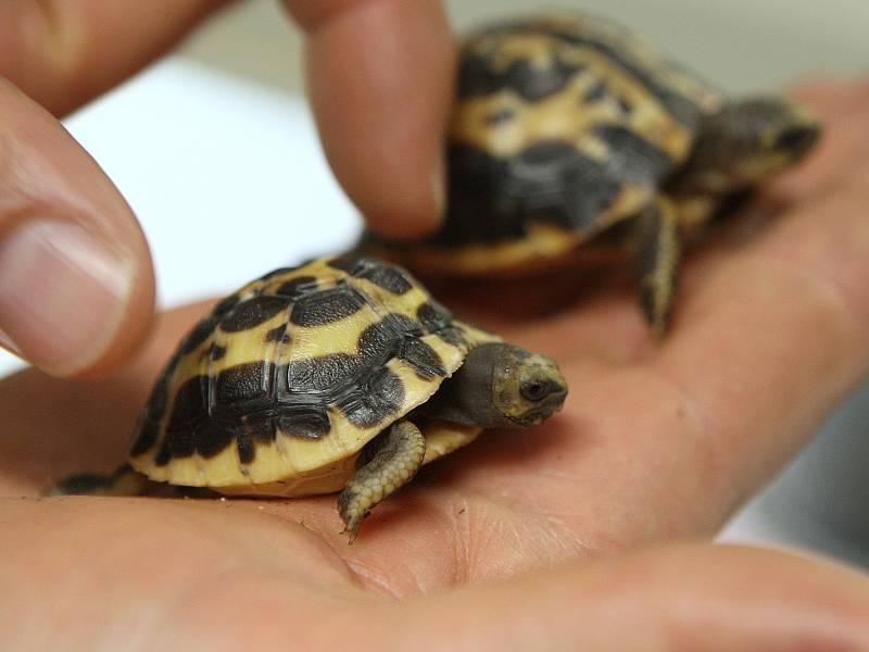 Brněnská zoologická zahrada.