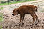 V brněnské zoo se rozrostla stáda. Narodila se mláďata velblouda a bizona.