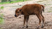 V brněnské zoo se rozrostla stáda. Narodila se mláďata velblouda a bizona.