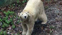 Krmení medvědů v brněnské zoo (lední medvědice Cora). 
