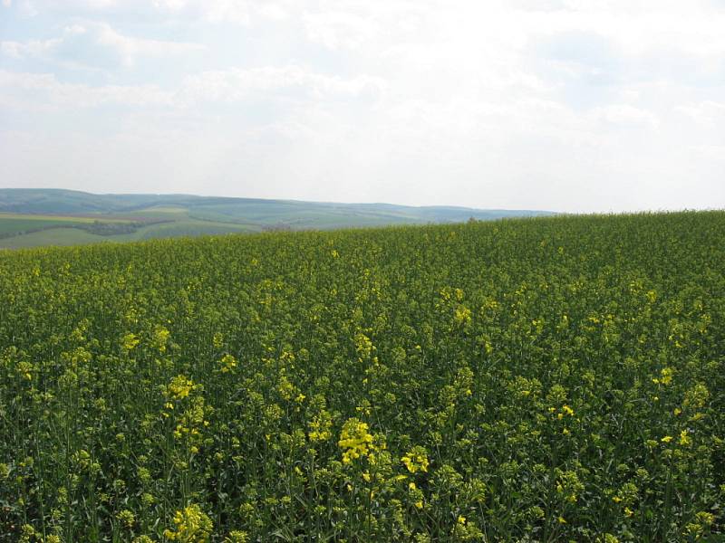 Nenápadný vrch Člupy ukrýval pozůstatky hradiště z doby kamenné. V současnosti je přírodní rezervací a evropsky významnou lokalitou.