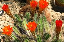 Opatrně, ať se nepíchnete: Brno zaplní pestrobarevné kaktusy