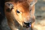 Celkem šest bizonů mohou lidé nově vidět ve výběhu bizonů v brněnské zoo. Minulý týden samice Inez porodila mládě. Chovatelé mu vybrali netradiční jméno Kotletka.