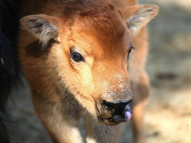 Celkem šest bizonů mohou lidé nově vidět ve výběhu bizonů v brněnské zoo. Minulý týden samice Inez porodila mládě. Chovatelé mu vybrali netradiční jméno Kotletka.