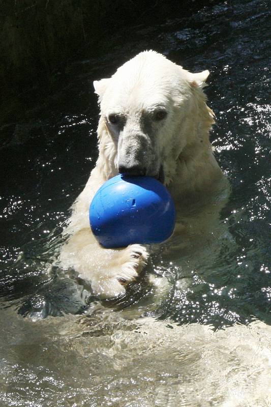 Samec ledního medvěda Umca v brněnské zoo. Uhynul v sobotu 18. srpna.