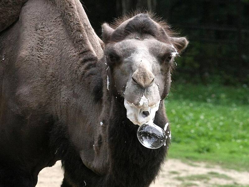 Kuriózní pohled se v těchto dnech naskytne lidem, kteří zavítají do brněnské zoo. Třináctiletý velbloudí samec Romeo totiž vypadá, jak kdyby ponořil hlavu do šlehačkového dortu.