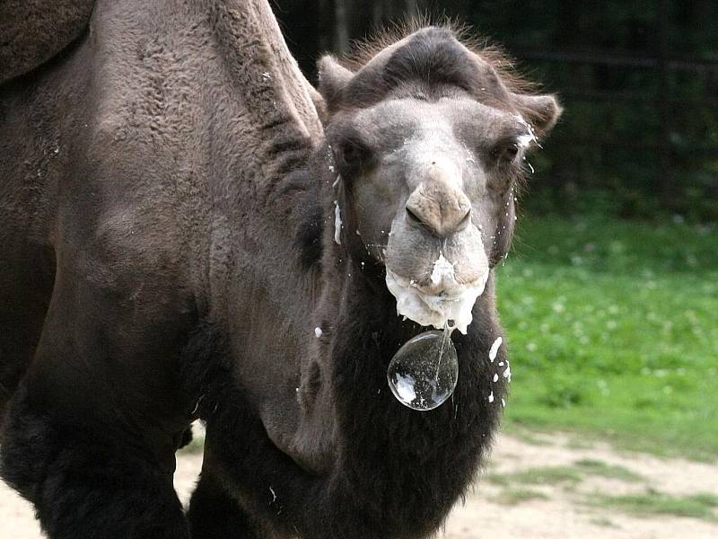 Kuriózní pohled se v těchto dnech naskytne lidem, kteří zavítají do brněnské zoo. Třináctiletý velbloudí samec Romeo totiž vypadá, jak kdyby ponořil hlavu do šlehačkového dortu.