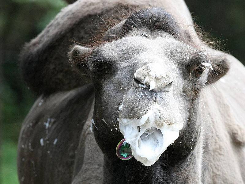 Kuriózní pohled se v těchto dnech naskytne lidem, kteří zavítají do brněnské zoo. Třináctiletý velbloudí samec Romeo totiž vypadá, jak kdyby ponořil hlavu do šlehačkového dortu.