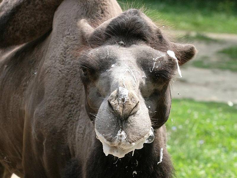 Kuriózní pohled se v těchto dnech naskytne lidem, kteří zavítají do brněnské zoo. Třináctiletý velbloudí samec Romeo totiž vypadá, jak kdyby ponořil hlavu do šlehačkového dortu.