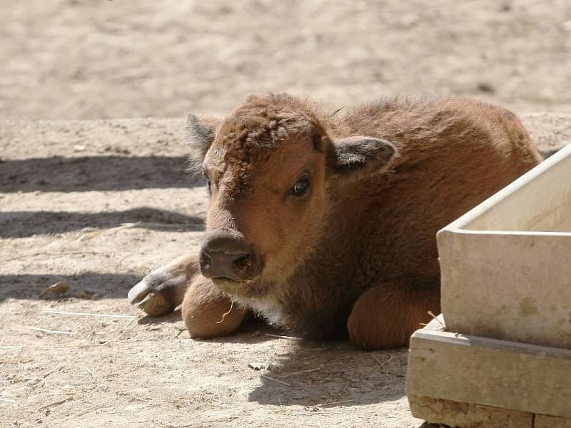 Mládě bizona amerického v brněnské zoo.