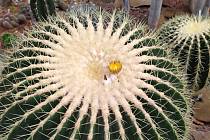 V brněnské botanické zahradě poprvé vykvetl více než stoletý kaktus, velký exemplář druhu echinokaktus Grusonův. Květy ale zůstávají otevřené jen krátce - jediný den. Snímek kvetoucího kaktusu, který poskytla botanická zahrada.
