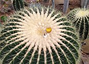 V brněnské botanické zahradě poprvé vykvetl více než stoletý kaktus, velký exemplář druhu echinokaktus Grusonův. Květy ale zůstávají otevřené jen krátce - jediný den. Snímek kvetoucího kaktusu, který poskytla botanická zahrada.