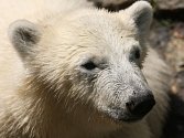 Bezmála pětatřicet tisíc se zatím vybralo ve veřejné sbírce na lední medvědy. Lidé na jejich chov od letošního března odeslali téměř tisíc tři sta dárcovských sms.