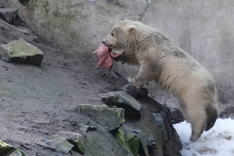 Lední medvědice Cora a její mládě se představí návštěvníkům brněnské zoo.