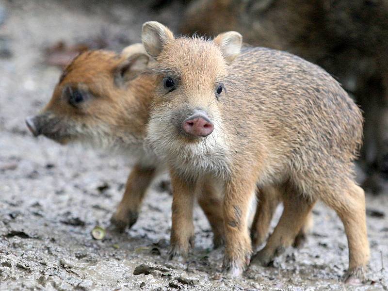 Nově narozená mláďata pekari v brněnské zoologické zahradě.