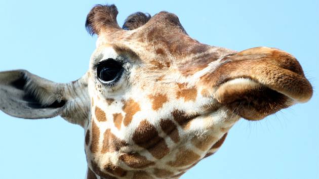 Žirafa z brněnské zoologické zahrady.