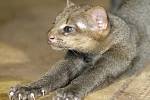 První úspěšný odchov mláděte šelmy jaguarundi v brněnské zoo v roce 2012. Letošního listopadu samice porodila další kotě. Zatím jej ale střeží tak žárlivě, že chovatelé o mláděti vědí jen to, že se narodilo.