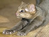 První úspěšný odchov mláděte šelmy jaguarundi v brněnské zoo v roce 2012. Letošního listopadu samice porodila další kotě. Zatím jej ale střeží tak žárlivě, že chovatelé o mláděti vědí jen to, že se narodilo.