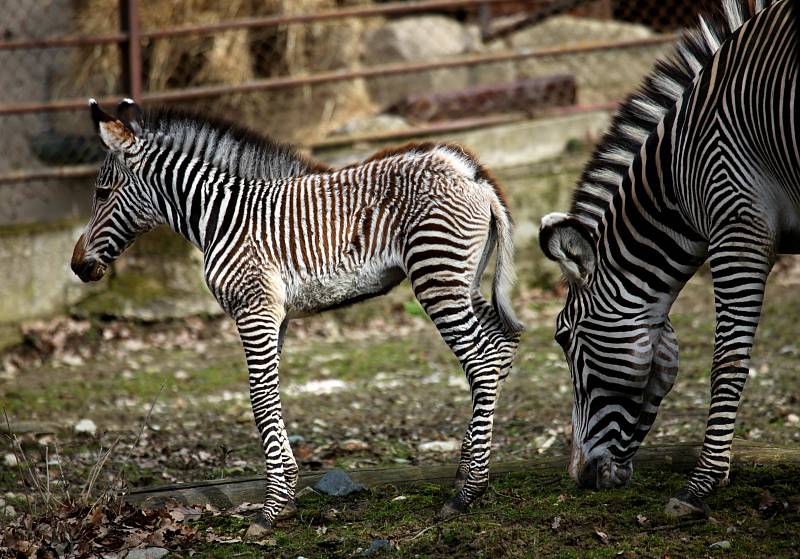 První letošní mládě v brněnské zoo je samička zebry Grévyho Mia. Narodila se před měsícem