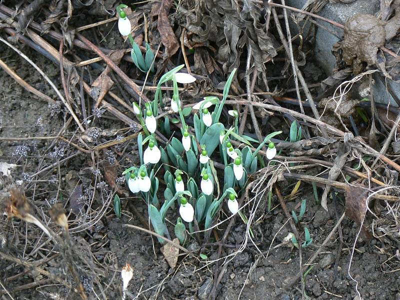 Sněženky kvetoucí v lednu na Dufkově nábřeží v Brně.