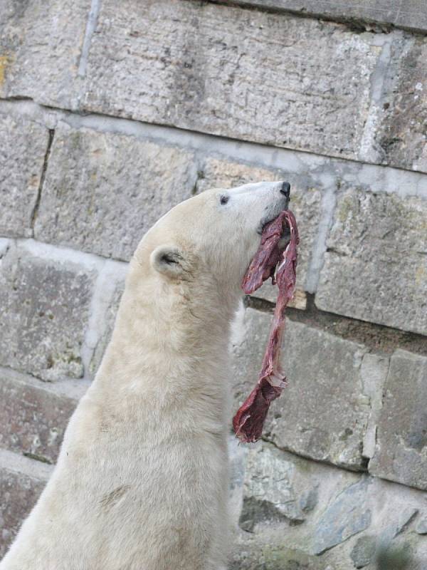 Vánoční krmení v brněnské zoologické zahradě.