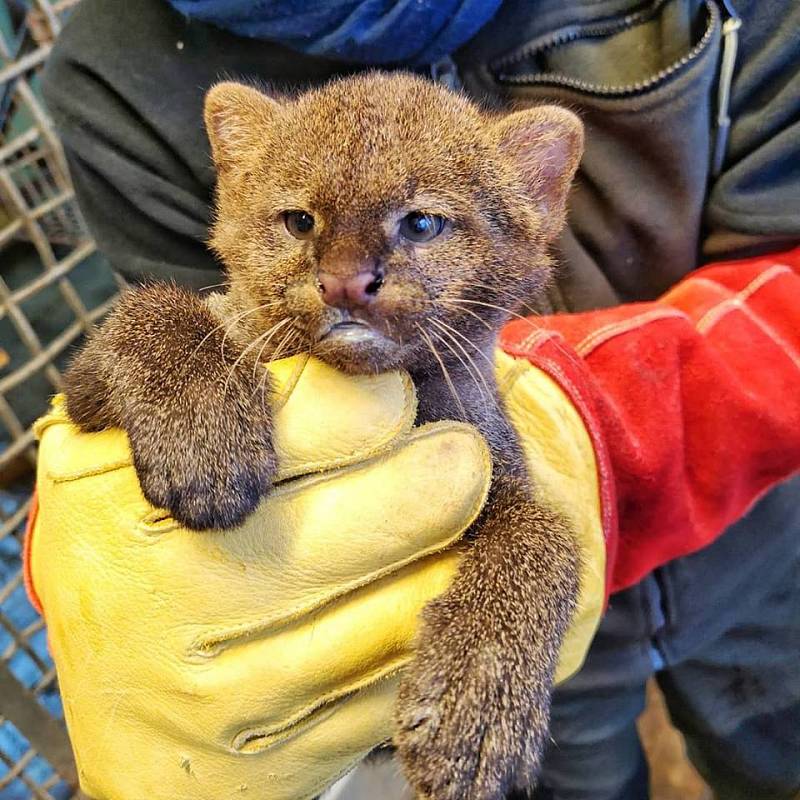 Doteď ho matka střežila tak žárlivě, že chovatelé věděli jenom to, že se narodilo. Tento týden ale mládě jaguarundi, koček příbuzných s gepardy či pumami, absolvovalo svoji první veterinární prohlídku. A ukázalo se, že v zoo vyrůstá malý samec.