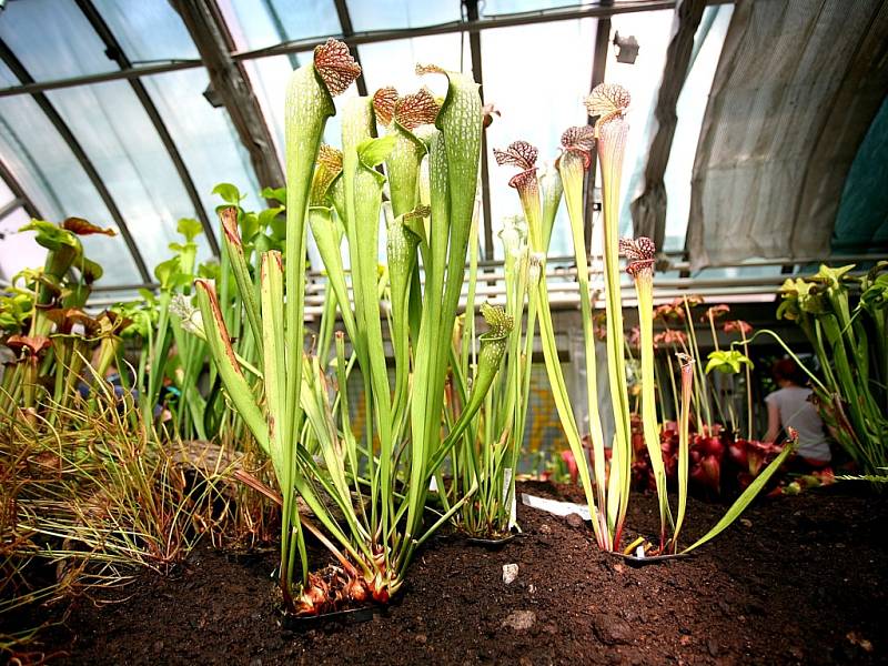 Několik set vzácných masožravých rostlin vystavuje Botanická zahrada Masarykovy univerzity. Tyto rostliny se v přírodě vyskytují na místech, kde je půda velmi chudá na živiny, například v bažinách a rašeliništích. 