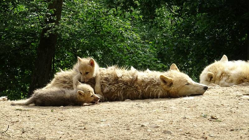 Uplynulý víkend si pozornost návštěvníků užívala všchna zvířata v Zoo Brno.