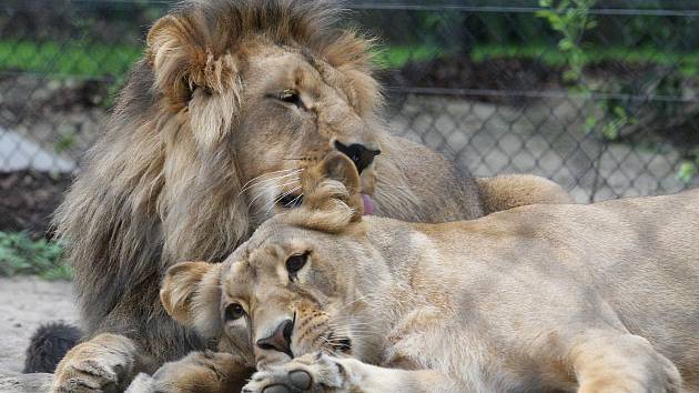 Zásnuby nových lvů v Brně? Seznamování Lolka a Kivu v brněnské zoo dopadlo podle chovatelů úspěšně. 