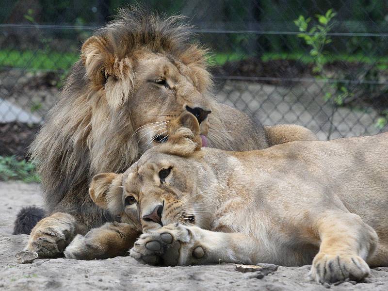 Zásnuby nových lvů v Brně? Seznamování Lolka a Kivu v brněnské zoo dopadlo podle chovatelů úspěšně. 