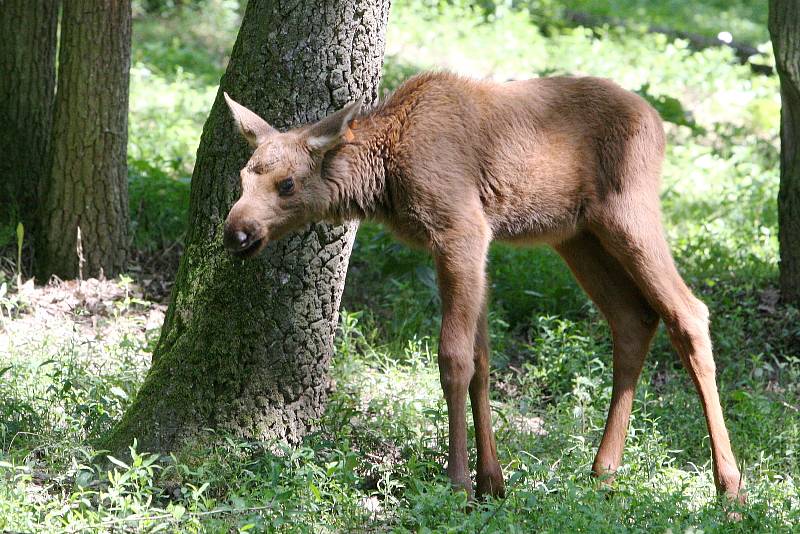 Brno 23.6.2020 - mláďata v brněnské zoo