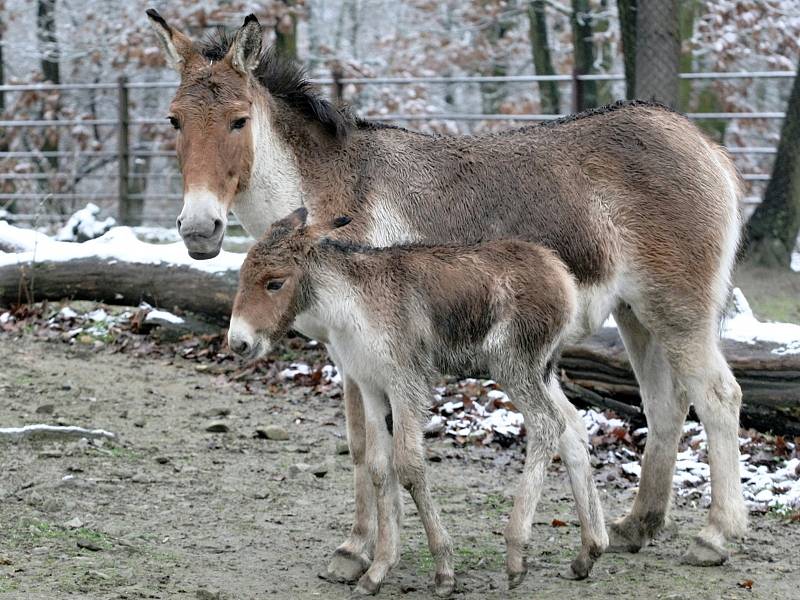 První letošní mládě brněnské zoologické zahrady - kiang Ivan.