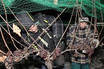 V půl sedmé ráno na Silvestra začali sbírat hrozny pro ledové víno v Bohumilicích na Břeclavsku.