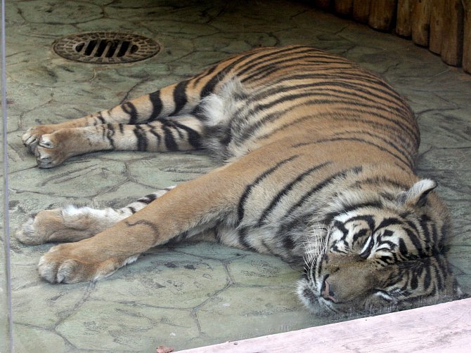 Tygří samec Dua v brněnské zoologické zahradě.