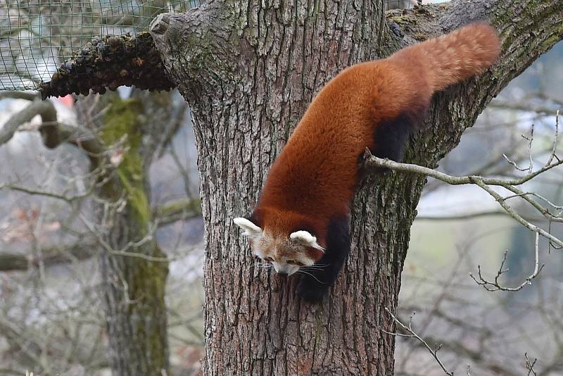 Vánoční krmění zvířat v brněnské zoologické zahradě.