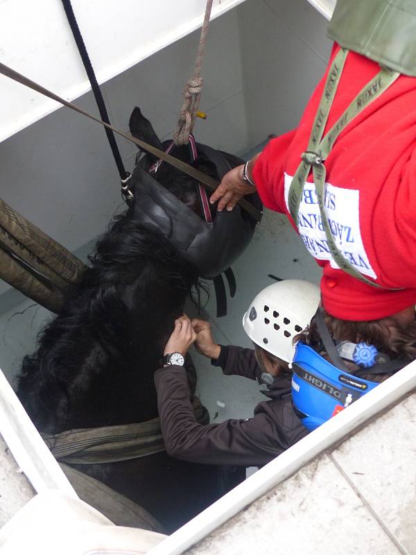 Hasiči a veterináři zachraňovali koně, který se v Lelekovicích na Brněnsku propadl do technologické šachty bazénu. 