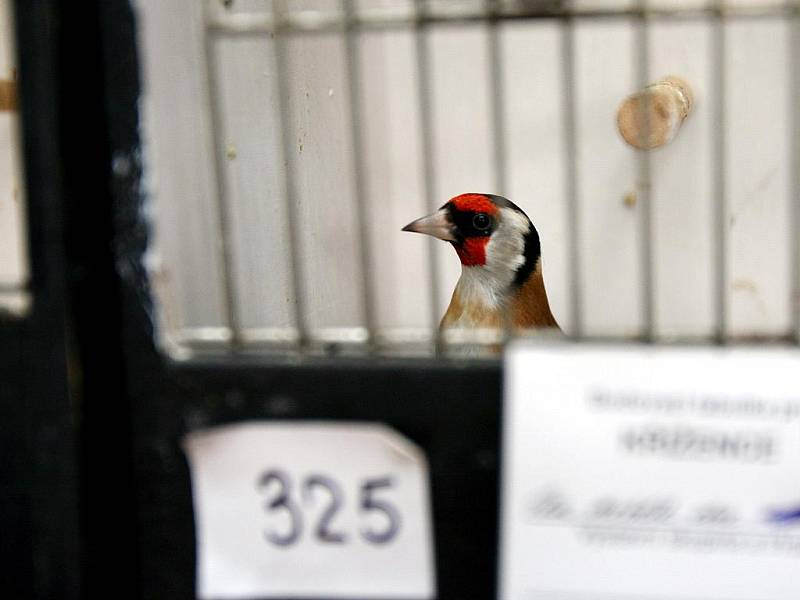 Výstava exotického ptactva v brněnské botanické zahradě.